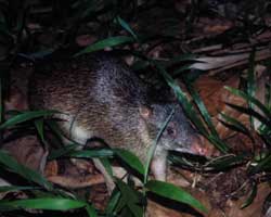 bandicoot rob hideaway rainforest qld tribulation cape