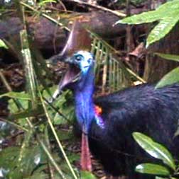 cassowary attack gif