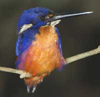 photo of azure kingfisher