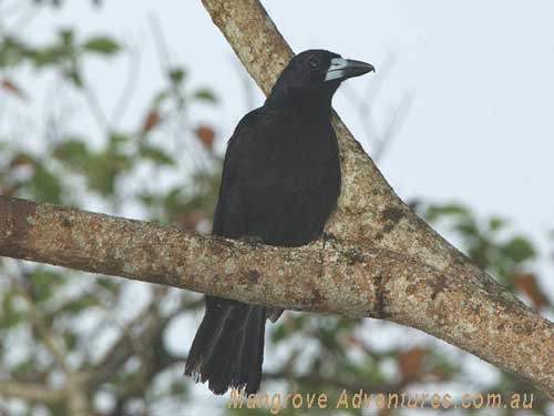 birdwatching in australia; black butcher bird