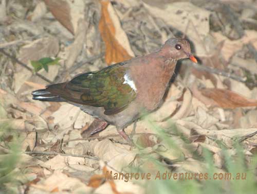 birdwatching i n australia; emerald dove