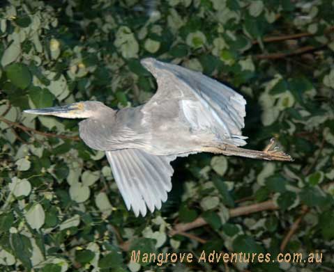 bird watching in australia; great billed heron