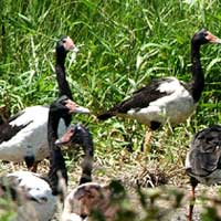 Birdwatching in Australia;  magpie geese
