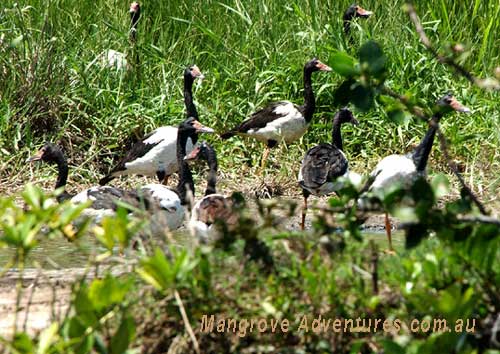 birdwatching in australia; magpie geese