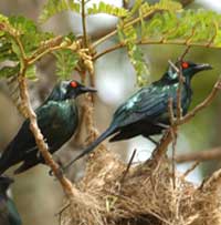 Birdwatching in Australia;  metallic starlings
