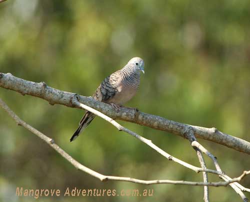 birdwatching in australia; peaceful dove