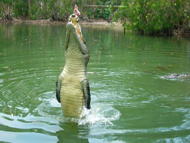 jumping crocodile in the adelaide river