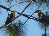 Birdwatching in Australia; kookaburra