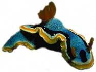 photo of nudibranch great barrier reef north queensland