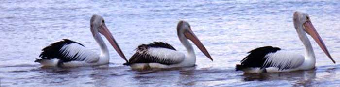 pelicans in australia