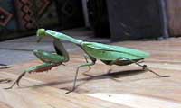 praying mantis, click to enlarge