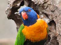 Birdwatching in Australia; rainbow lorikeet