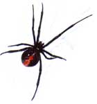 the redback spider lives around sydney  new south wales