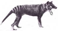 tasmanian tiger from tasmania