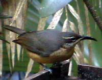 Victoria's rifle bird