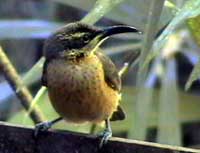 Victoria's rifle bird