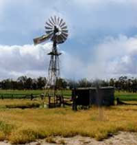 cow fan in queensland australia