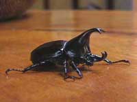 photo of rhino beetle