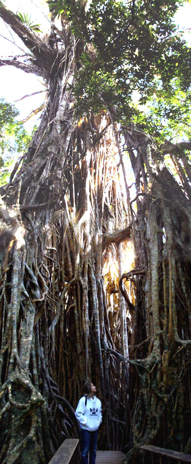Cathedral Fig Tree on the Atherton Tableland / Cairns Highlands