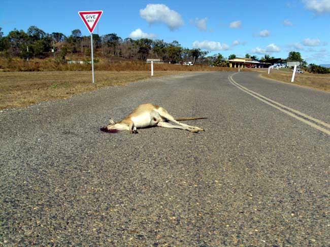 dead kangaroo on the highway to cooktown
