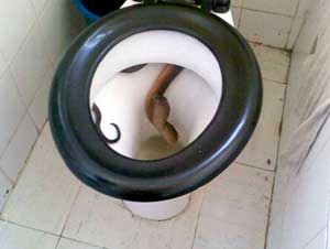 snake-in-toilet.jpg