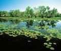 yellow waters in kakadu national park