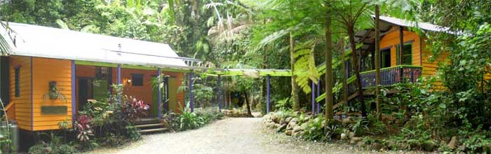 rainforest hideaway cape tribulation accommodation