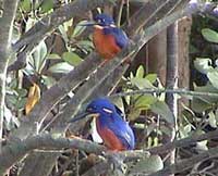 Birdwatching in Australia;  azure kingfishers on Daintree River