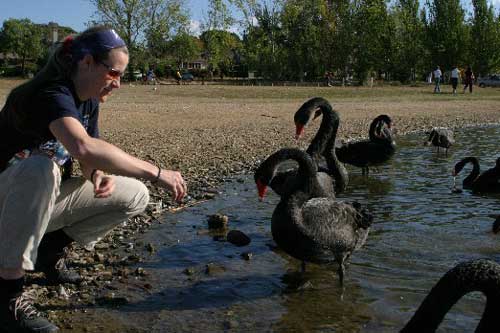 bird watching in australia; black swans