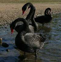 Birdwatching in Australia;black swans