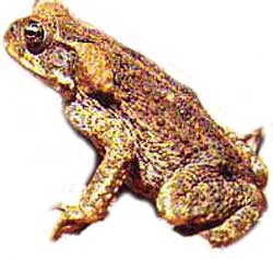 cne toad