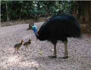 cassowary and chicks