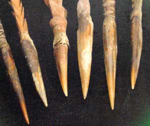 cassowary spears
