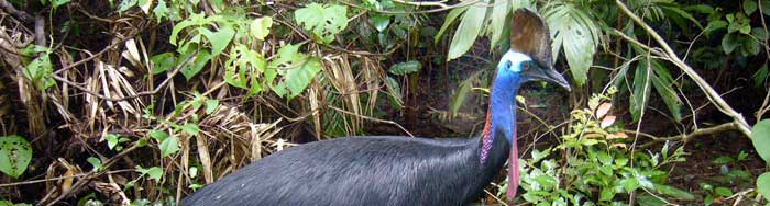 cassowary in the daintree rainforest