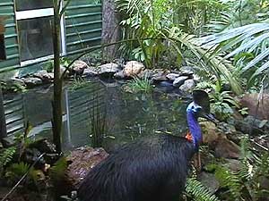 Birdwatching in Australia; cassowary at Rainforest Hideaway B&B accommodation in Cape Tribulation , Daintree, North Queensland