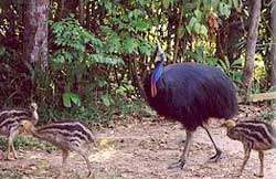 cassowary with chick at mission beach