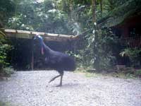 cassowary at rainforest hideaway in cape tribulation