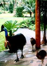 cassowary and chicks