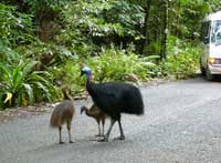 cassowaries on the road to cape tribulation