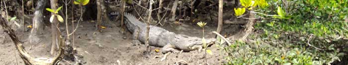 saltwater crocodile spotted on the bank of cooper creek
