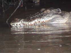 Click to enlarge, crocodile in Daintree River