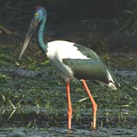 Birdwatching in Australia; black necked stork
