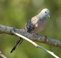 dovesBirdwatching in Australia; 
