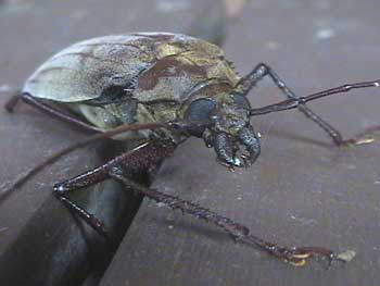 longicorn beetle