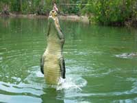 jumping crocodile