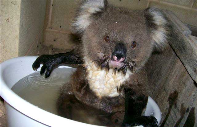 photo of koala enjoying a bath