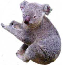 the koala lives in south australia, victoria, new  south wales,  tasmania and queensland