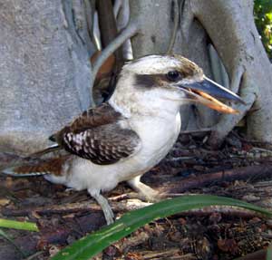 kookaburra on magnetic island