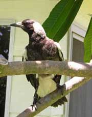 Birdwatching in Australia; mag pie