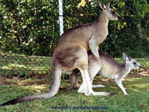 mating kangaroos